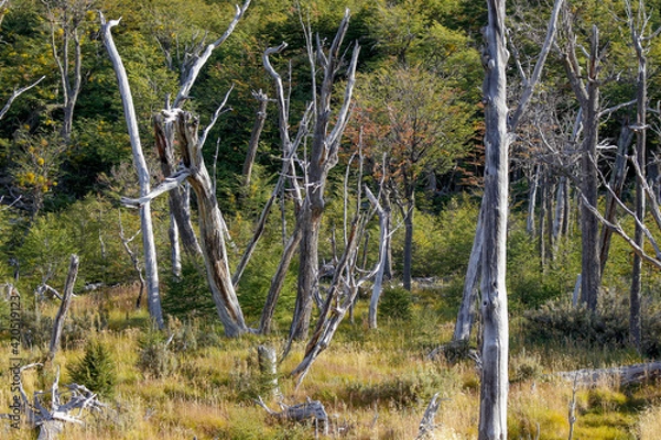Obraz dead trees in the forest