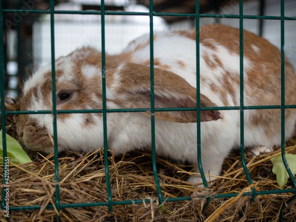 Obraz a white and brown rabbit in a cage. cute little face with big ears.