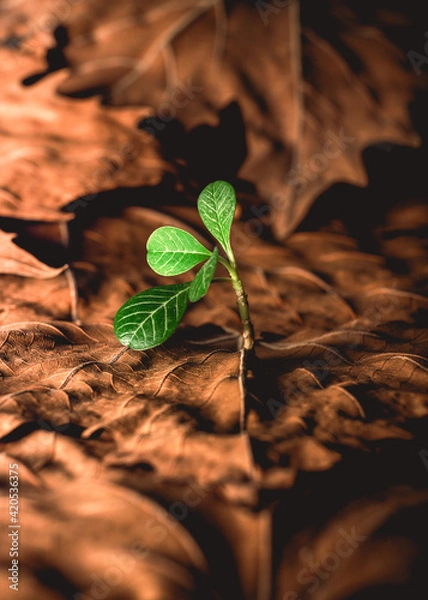 Obraz A sapling growing through brown decaying leaves towards the light