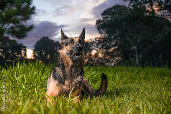 Obraz German Shepherd dog lying on the grass with a blue sky in the background