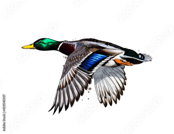 Obraz Duck from a splash of watercolor, colored drawing, realistic. Vector illustration of paints