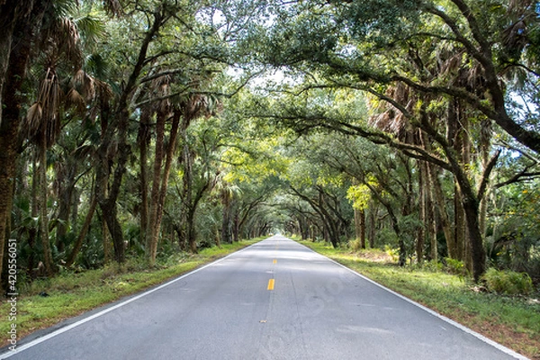 Obraz Drive through the banyan trees at the tunnel of trees in Florida, lonely road, tree lined highway