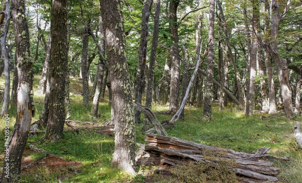 Obraz trees in the woods