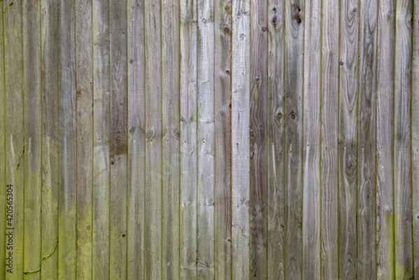 Obraz Background of wooden wall of old boards of gray and green color.