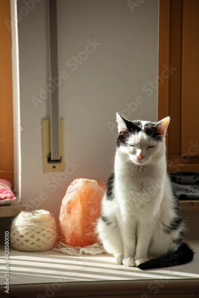 Obraz cat on the cabinet