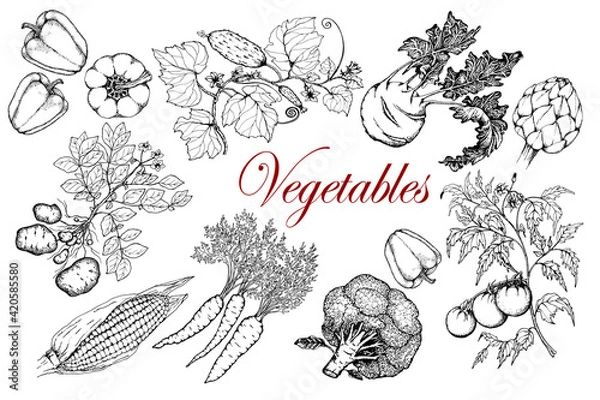 Fototapeta Vegetable set. Potatoes, cucumber, tomato, kohlrabi, paprika, artichoke, carrot, broccoli, corn. Vector sketch. Hand drawn black and white illustration. Isolated on a white background.
