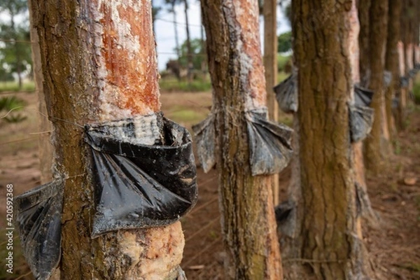 Obraz extração de resina em arvores de pinus