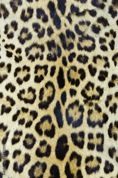 Obraz Skóra tygrysa 2