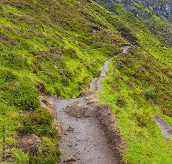 Obraz Meadow With Path