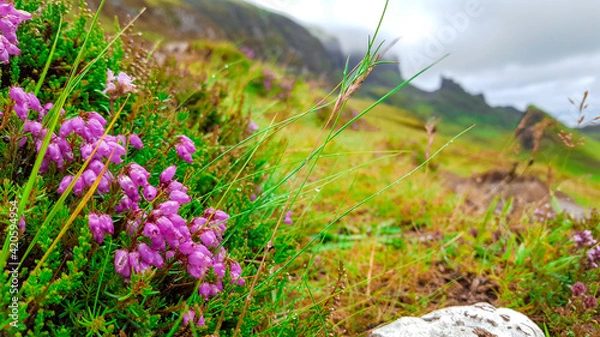 Obraz Pink Flowers On Roadside