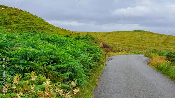 Obraz Paved Road With Foliage