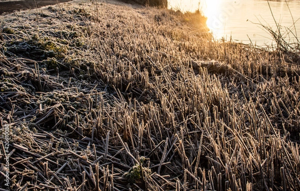 Obraz Morning dew at Kinderdijk