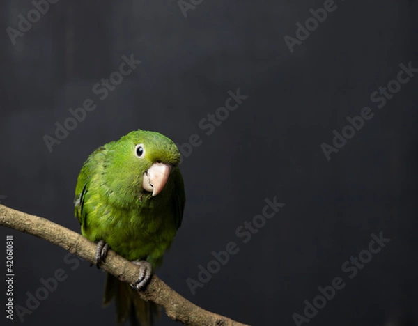 Obraz Green bird on branch with black background