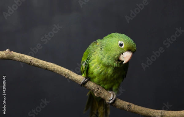 Obraz Green bird on branch with black background