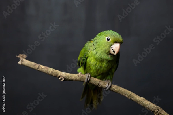 Obraz Green bird on branch with black background