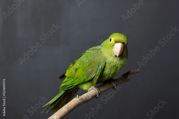 Obraz Green bird on branch with black background