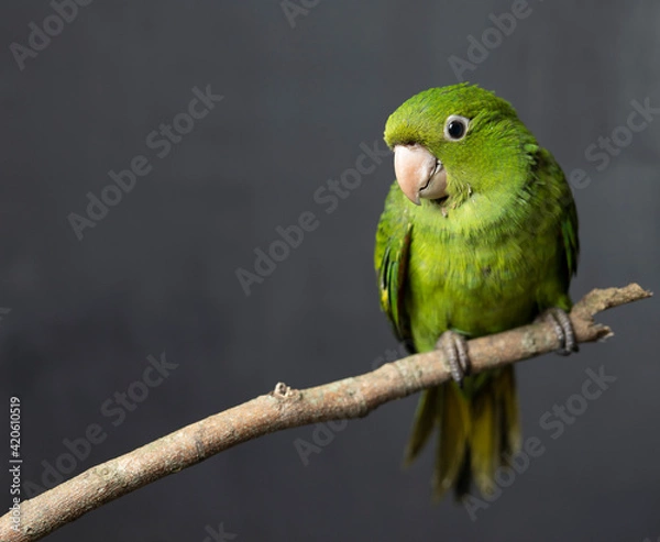 Obraz Green bird on branch with black background