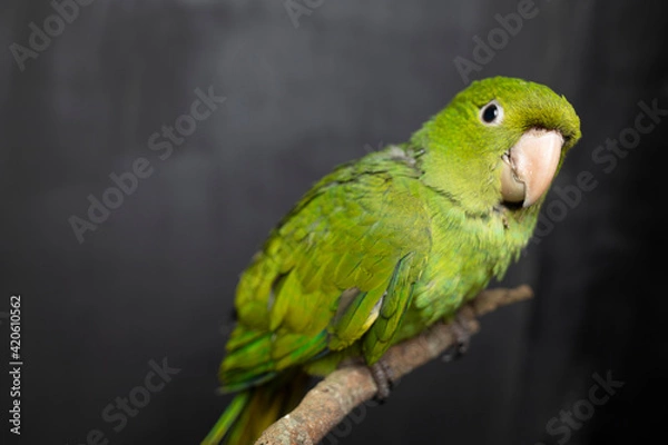Fototapeta Green bird on branch with black background