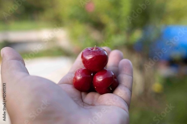 Obraz hand holding cowberry