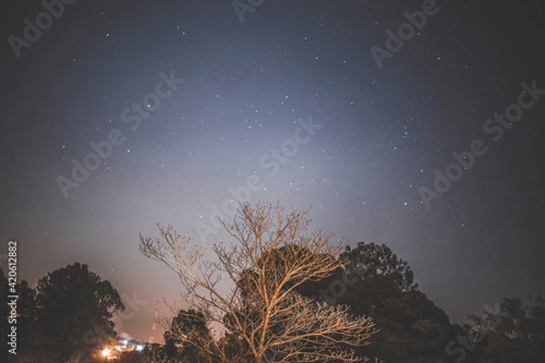 Obraz dark blue illuminated sky with trees in the foreground