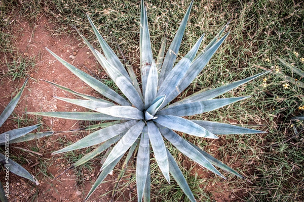 Obraz Agave azul 
