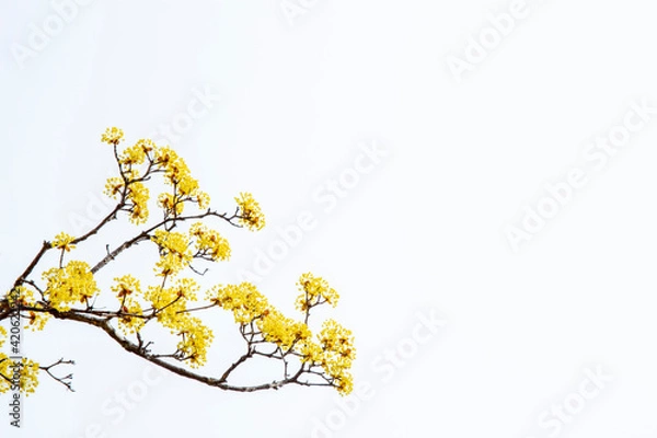 Obraz 봅에 활짝 핀 산수유 꽃