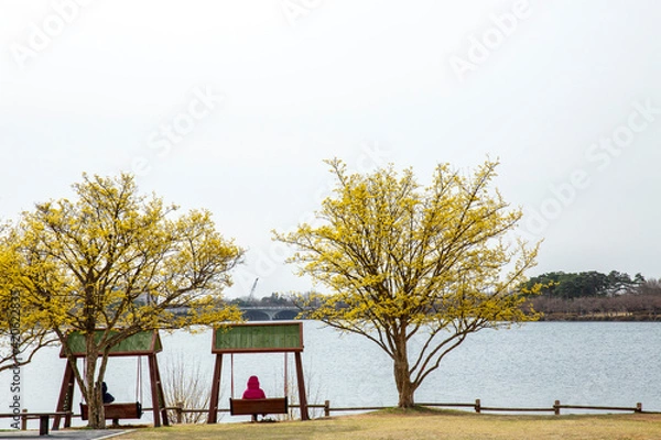 Fototapeta 호수공원 속 산수유나무와 흔들의자