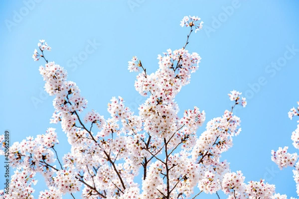 Obraz 봄에 활짝 핀 벚꽃