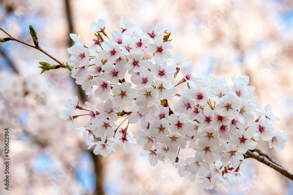 Fototapeta 봄에 활짝 핀 벚꽃