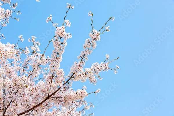 Fototapeta 봄에 활짝 핀 벚꽃