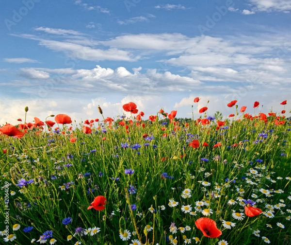 Fototapeta Frühlingswiese mit Margeriten, Kornblumen und Klatschmohn