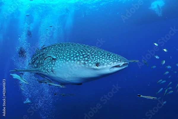 Obraz 悠々と泳ぐジンベイザメは世界最大の魚類