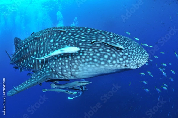 Obraz 悠々と泳ぐジンベイザメは世界最大の魚類