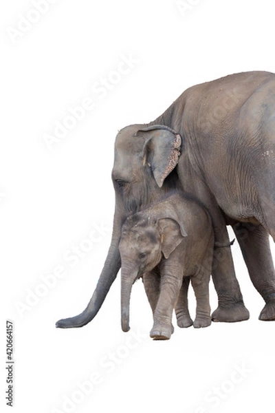 Obraz Elephant family