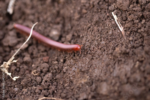 Obraz small millipede moving on the ground.