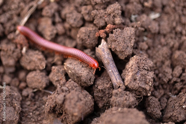 Obraz small millipede moving on the ground.