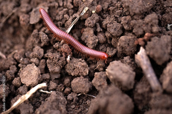 Obraz small millipede moving on the ground.