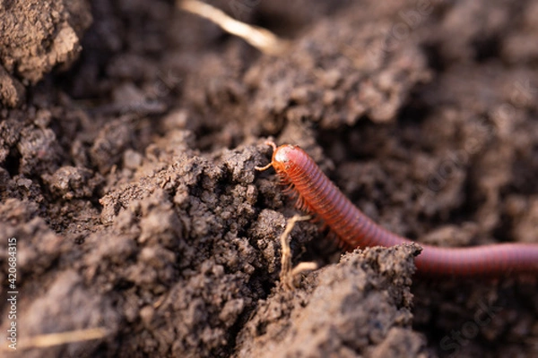 Obraz small millipede moving on the ground...