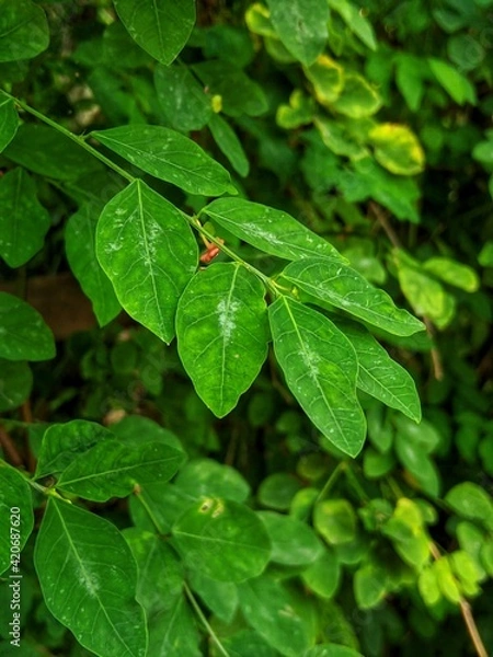 Obraz focus on the green leaves blur the side background