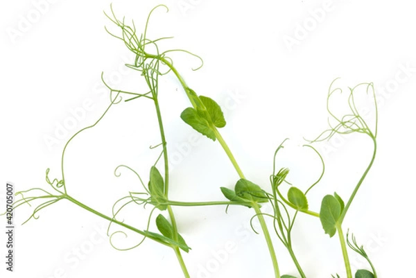 Obraz pea sprouts with tendrils lying flat
