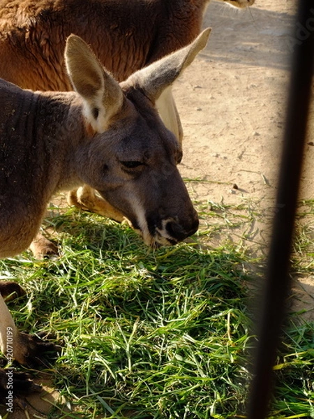 Fototapeta Kangaroo