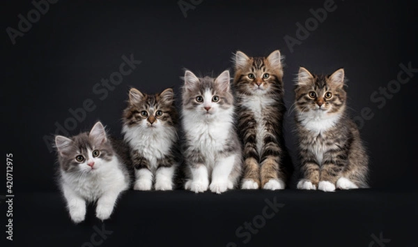 Fototapeta Group of five Siberian cat kittens in a variaty of colors, laying and sitting on a row from small to big. Looking towards camera. Isolated on a black background.