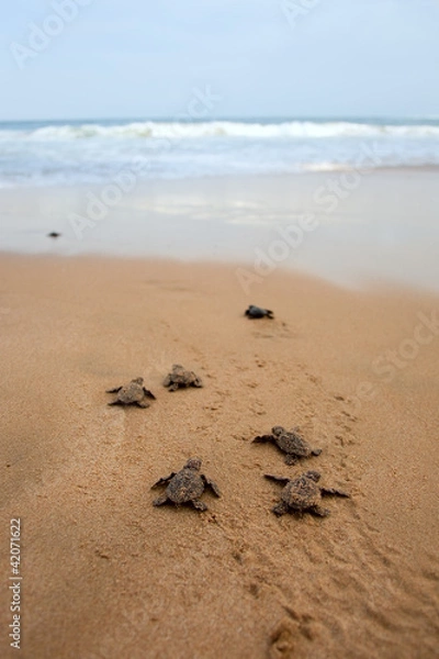 Fototapeta Pojawienie się żółwia morskiego loggerhead