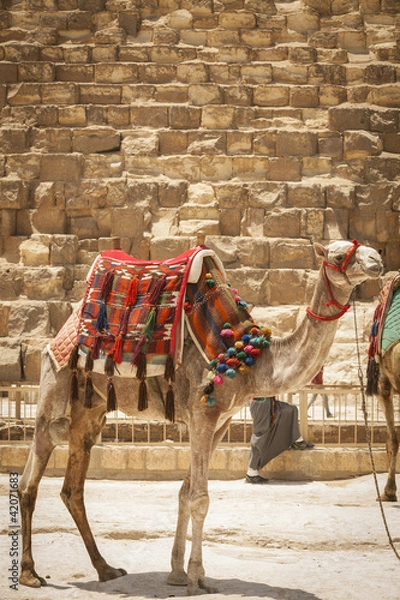 Obraz Camel At The Pyramids In Cairo Egypt