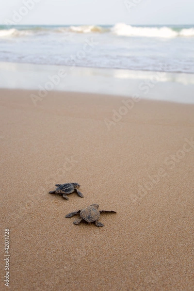 Fototapeta Newly hatched baby turtles in a hurry in the watery element