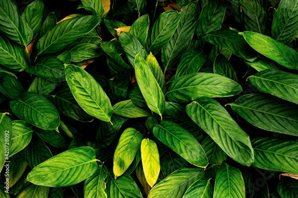 Fototapeta green leaf background, tropical leaf, abstract green leaf texture