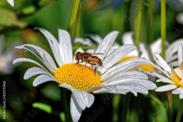 Fototapeta various multicolours flowers in the garden