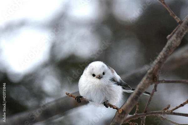 Obraz 厳冬の北海道の森、囀るシマエナガ