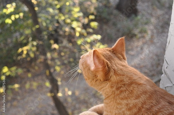 Obraz Curious red kitten looks out the window