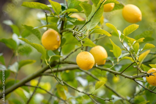 Fototapeta Fruit of lemon, on the branch